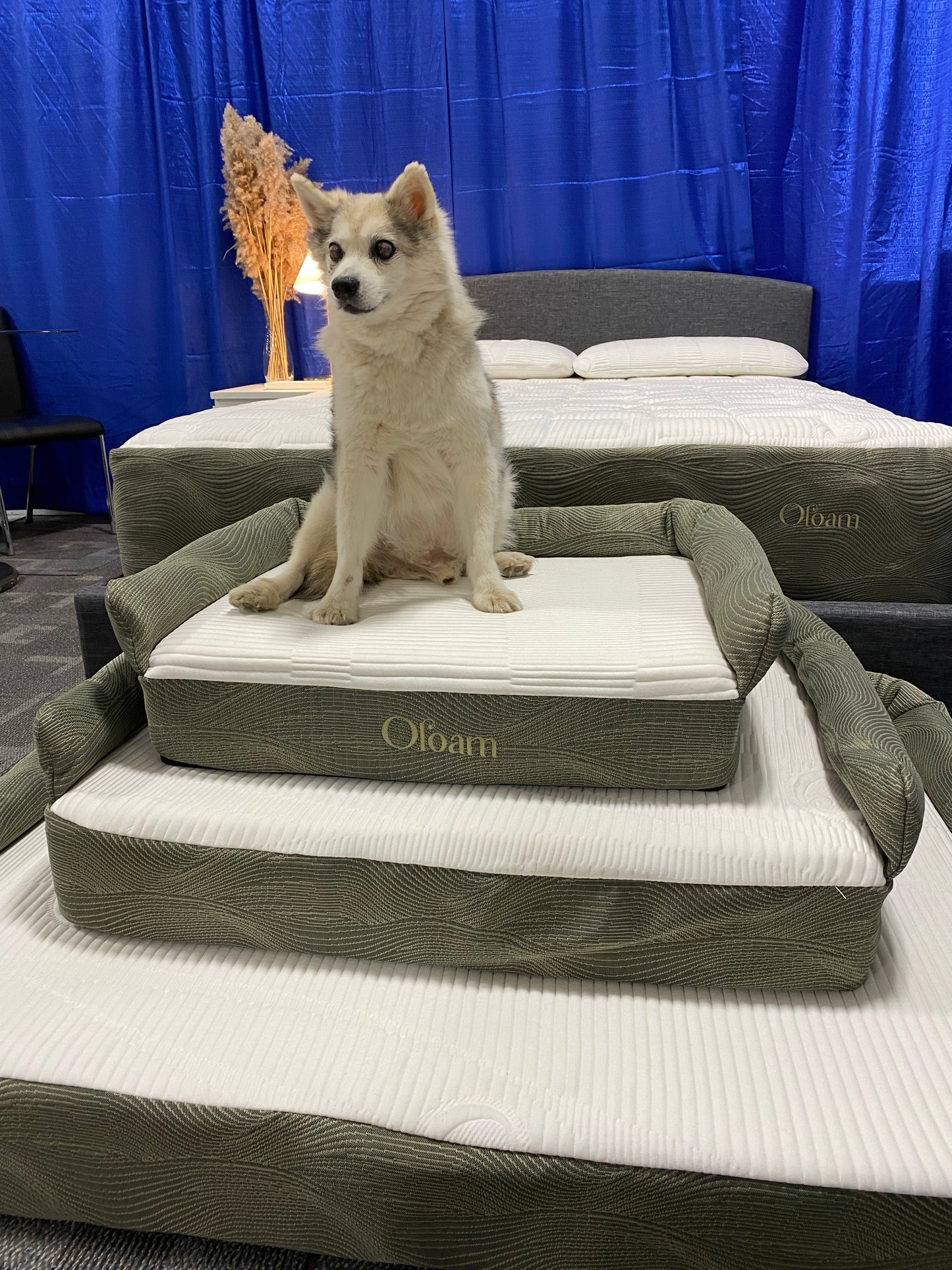 Organic Natural Non Toxic Pet Beds Oloam Beds